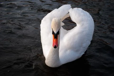 Swan Stock Photos