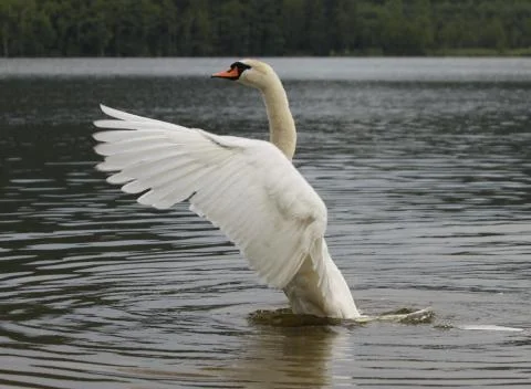 Swan Stock Photos