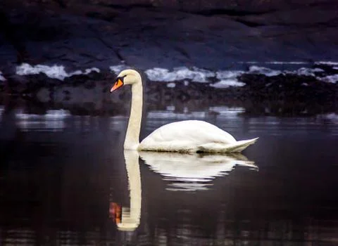 Swan Foto stock