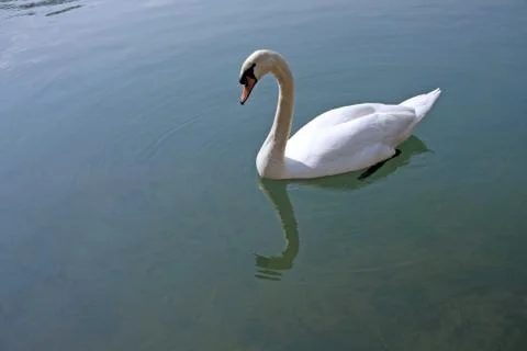 Swan Stock Photos