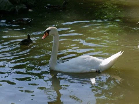 Swan Stock Photos