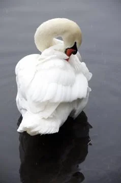 Swan Stock Photos