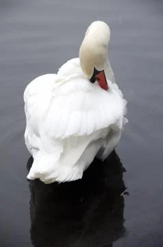 Swan Stock Photos