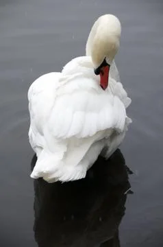 Swan Stock Photos