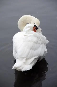 Swan Stock Photos