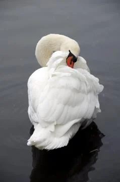 Swan Stock Photos
