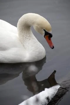 Swan Stock Photos