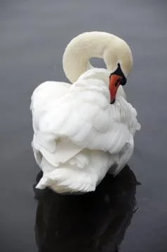 Swan Stock Photos