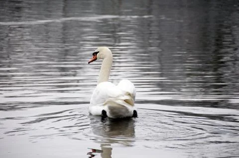 Swan Stock Photos