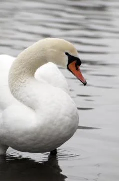 Swan Stock Photos