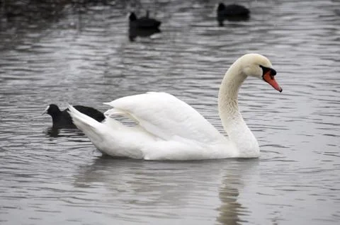 Swan Stock Photos