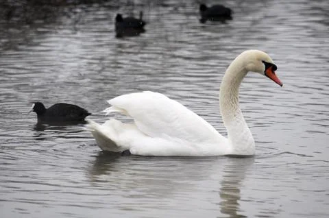 Swan Stock Photos
