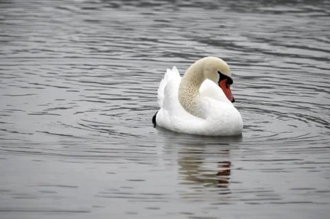 Swan Stock Photos