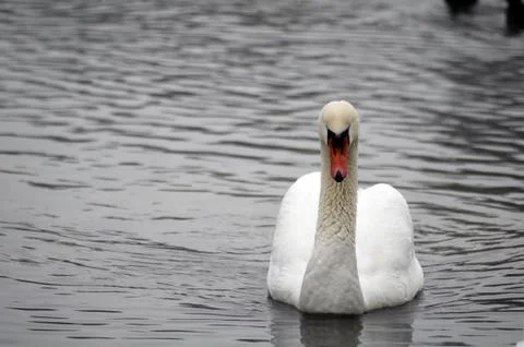 Swan Stock Photos