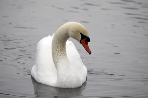 Swan Stock Photos