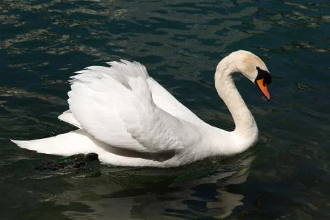 Swan Foto stock