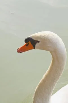 Swan Stock Photos