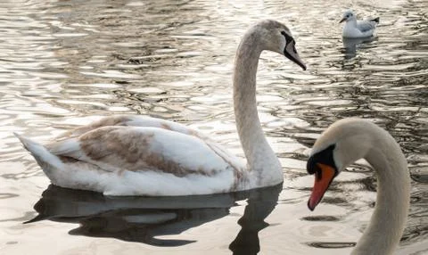 Swan Stock Photos