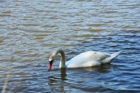 Swan Stock Photos
