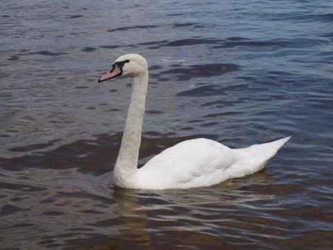 Swan Stock Photos