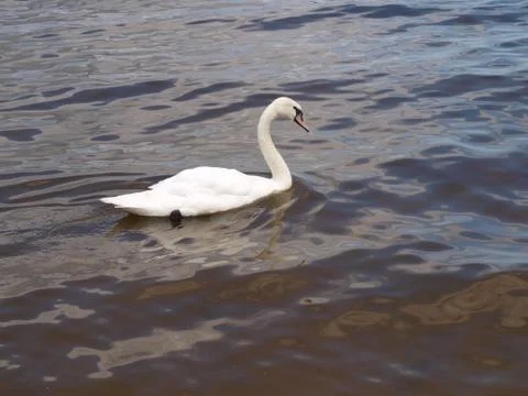 Swan Stock Photos