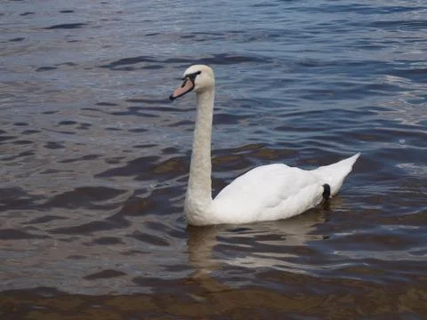 Swan Stock Photos