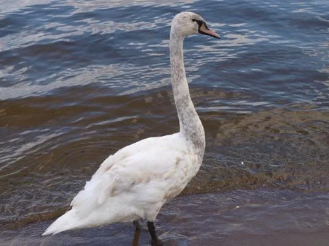 Swan Stock Photos