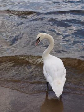 Swan Stock Photos