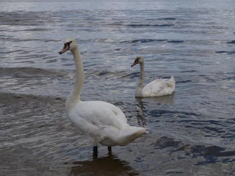 Swan Stock Photos