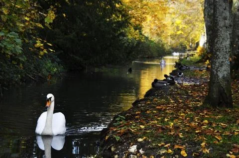A swan Stock-Fotos