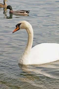 Swan Stock Photos