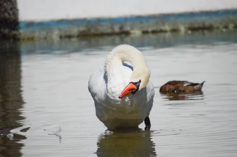 Swan Stock Photos