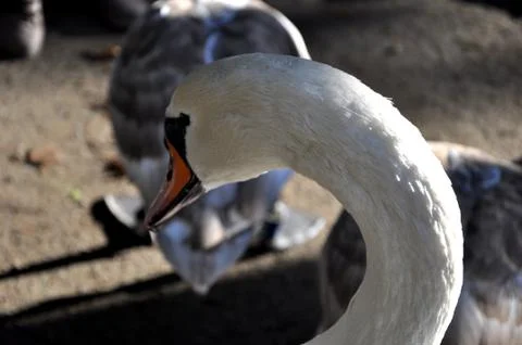Swan Stock Photos