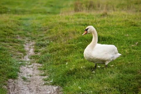Swan Stock Photos
