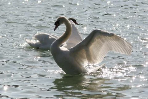 Swan Stock Photos