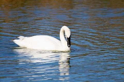 Swan Stock Photos