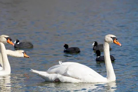 Swan Stock Photos