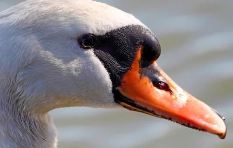 Swan Stock Photos
