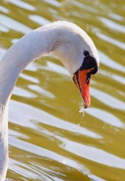 Swan Stock Photos