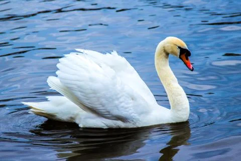 Swan Foto stock