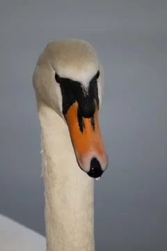 Swan Stock Photos