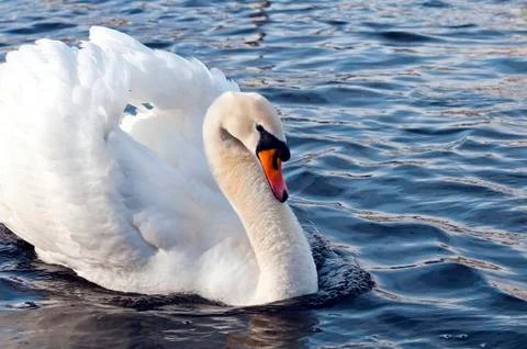 Swan Stock Photos