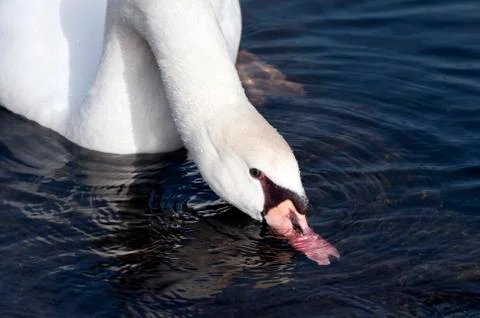 Swan Stock Photos