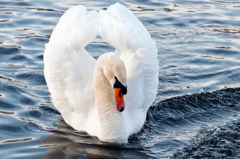 Swan Stock Photos