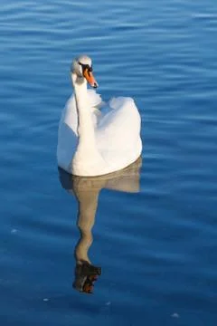 Swan Stock Photos