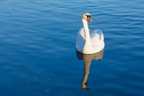Swan Stock Photos