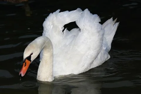 Swan Stock Photos
