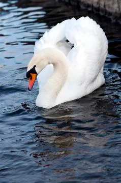 Swan Foto stock