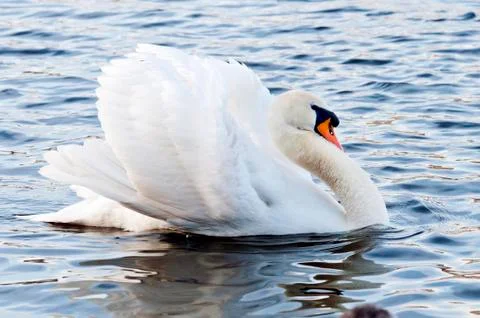 Swan Stock Photos
