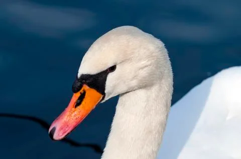 Swan Stock Photos